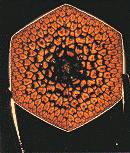 bamboo cross section