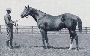 It is easy to see why Madden called High Time a 'Quarter Horse.'  While he was inbred to Domino, he bore little resemblence to the Black Whirlwind.