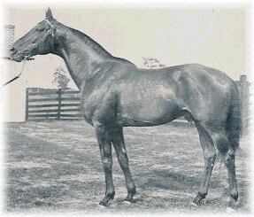 Mad Hatter, winner of two Jockey Club Gold Cups