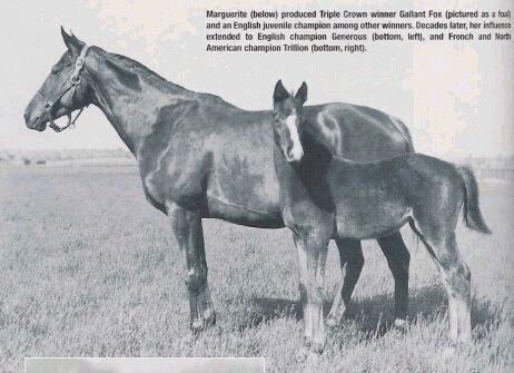 Marguerite, shown with Gallant Fox, is one of the featured mares in Edward Bowen's Matriarchs of the Turf