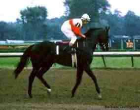 Ruffian on her way to the post