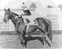 Seattle Slew after winning the Flamingo