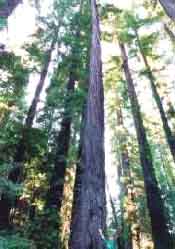 pw15redwoodsTN.jpg 
      Redwoods 175x249