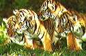 tiger zoo of Sri Racha open zoo