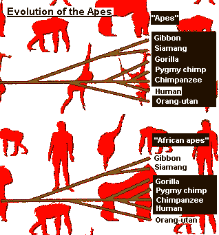 Evolution of the apes