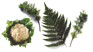 Cauliflowers and Ferns