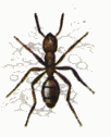 Animated Ant