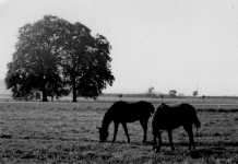 J. Gabrhelik: Grazing Horses (25 kB)