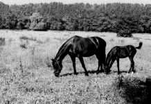 J. Gabrhelik: Mare and Foal (42 kB)