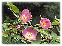 �����ΰ���