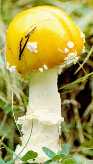 Amanita Aureola