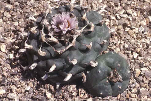 peyote