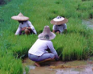 Chinese women farmers gather rice seedling.