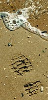 Foot print in sand.