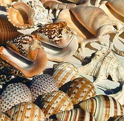 Sea shell collection Dalian stall.