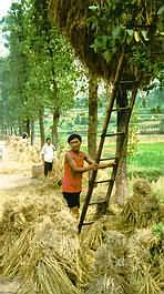 Farmer stores rice in tree.