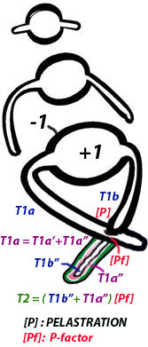 big tube theory