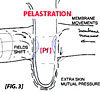 pelastrate,factor, chemical,second skin,layers of dimensions