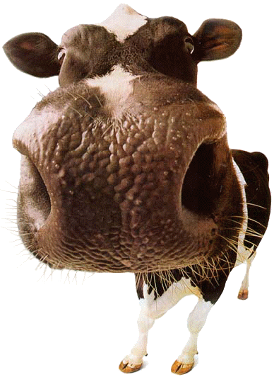 The Welcome Cow : Enter Sn'X