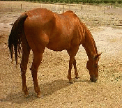 horse