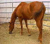 horse