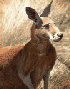  a kangaroo