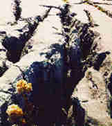 Rare Plants of the Burren