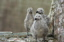 gulls at Fort George