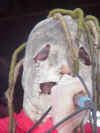 Slipknot - Corey 06.jpg (35776 bytes)