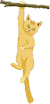 gingcat.gif (2708 bytes)