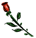 rose.gif (1922 bytes)