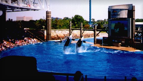 Original picture of Shamu and Baby Shamu