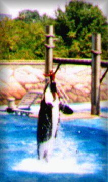 Shamu Rider Or. Pic