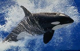 Shamu: copyright Sea World