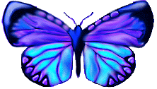 btrfly13.gif