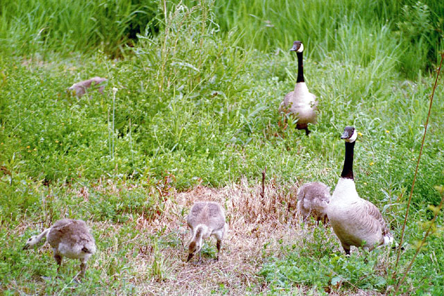 77046512002627214518