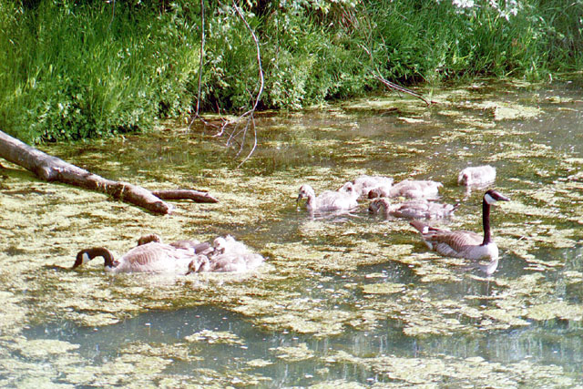 77046542002627214519