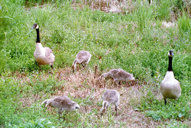 77046602002627214520