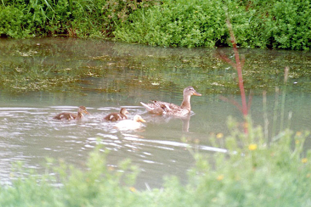 77046632002627214521