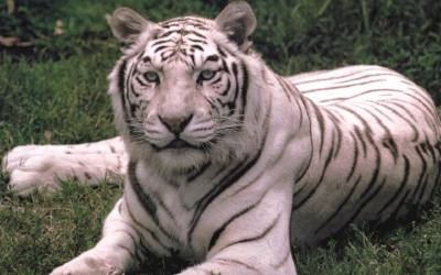 Bengal03white.jpg - 28595 Bytes