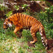 indochinesetiger.jpg - 26891 Bytes