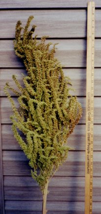 Click on image for high-res version.