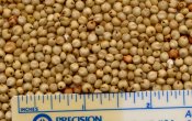 White Sorghum - Click to enlarge