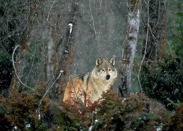 wolves_1_.gif (217173 bytes)