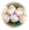 That wonderfully pungent prurple Mexican garlic!