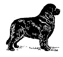 Newfoundland Friends