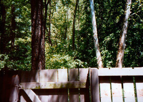 Lookin out my backdoor