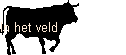 In het veld