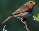 Roodborstje