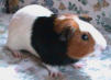 cavia